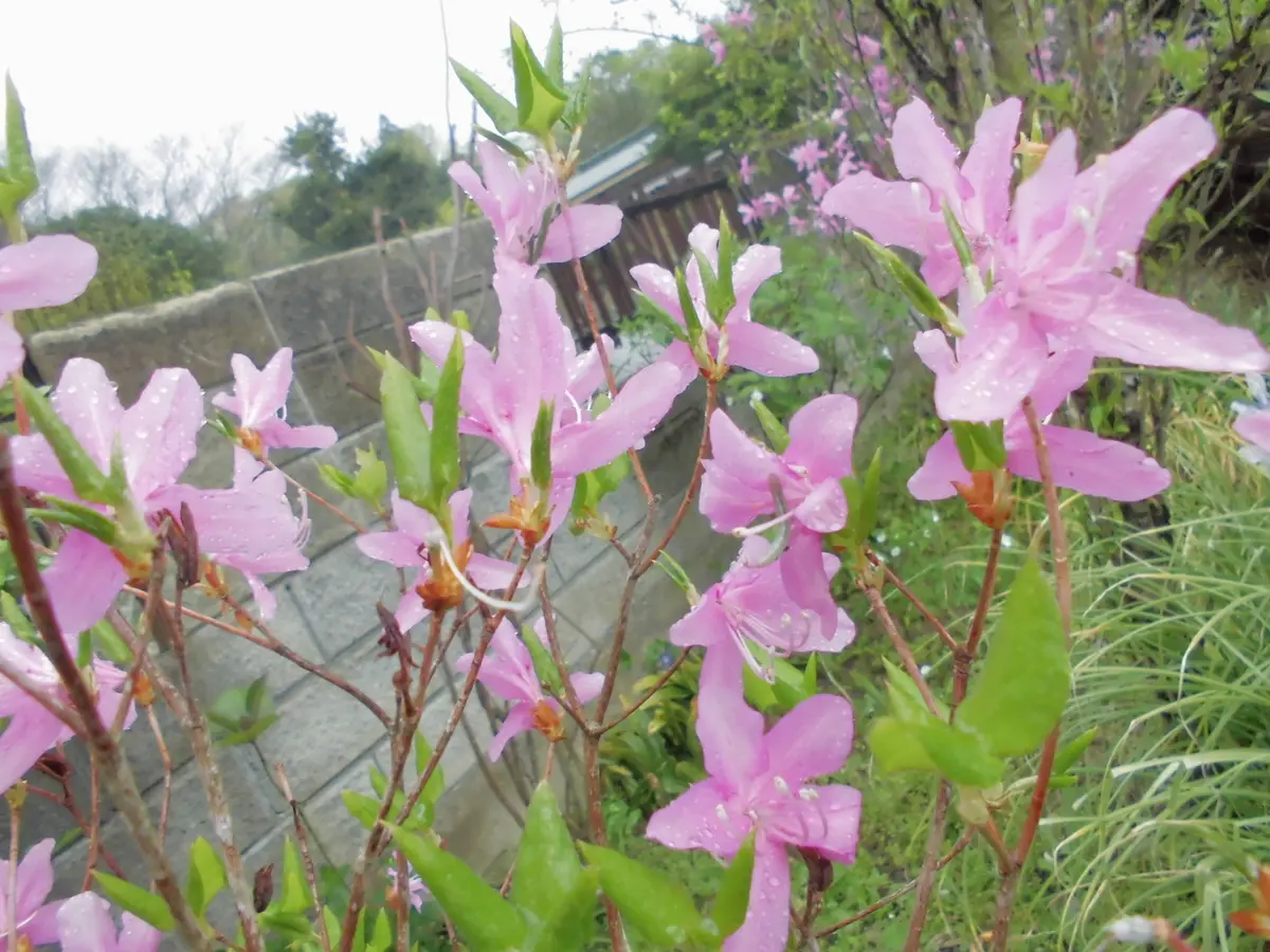 ミツバツツジ/薄ピンク【品番3299】 ミツバツツジ/薄ピンク【品番3299】