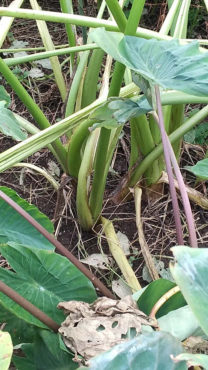 サトイモ（土垂） 昨年の親芋を今年の「野菜」のアルバム-みんなの