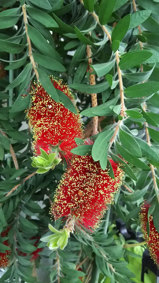 🍒ブラシの木春に一際目を引くお花を咲「ベランダで育てた植物」の
