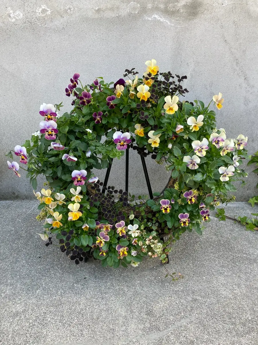 初めて作ったリースが1ヶ月経ち、たく「ビオラ寄せ植え」の 初めて作ったリースが1ヶ月経ち、たく「ビオラ寄せ植え」の