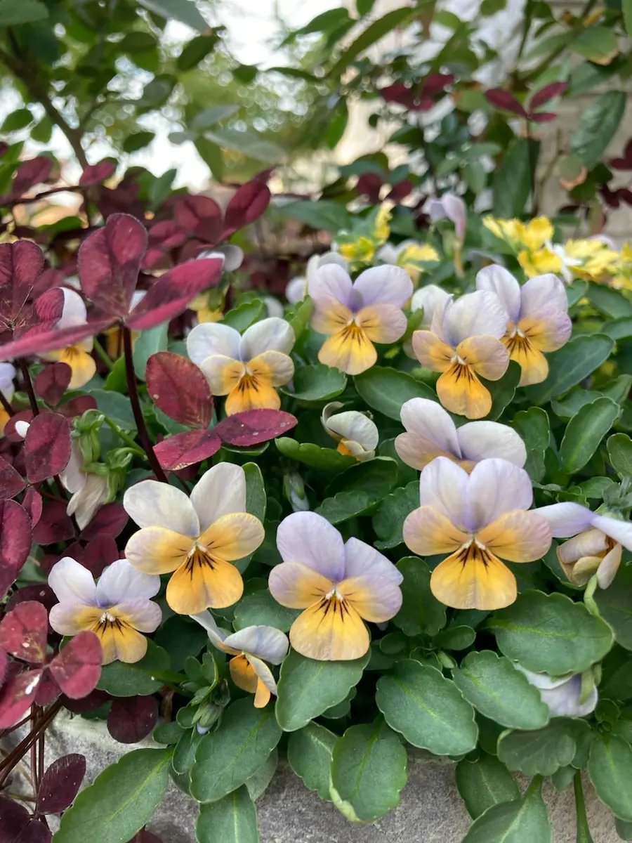 八ヶ岳ビオラ ビオレッタ グレイッシ「ビオラ寄せ植え」のアルバム