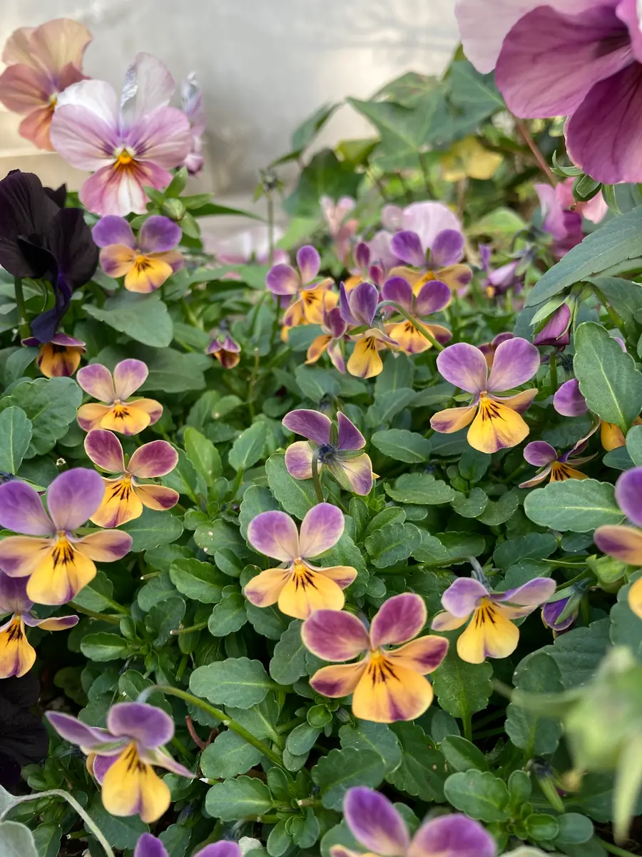 八ヶ岳ビオラ ビオレッタ トロピコト「ビオラ寄せ植え」のアルバム