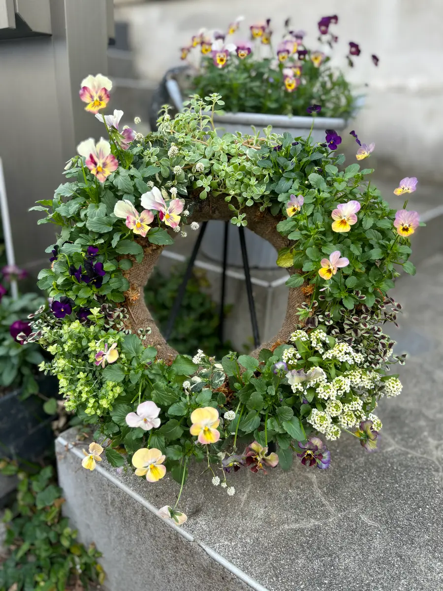 ビオラのリースビオラ4株、小輪ビオラ2「ビオラ寄せ植え」の