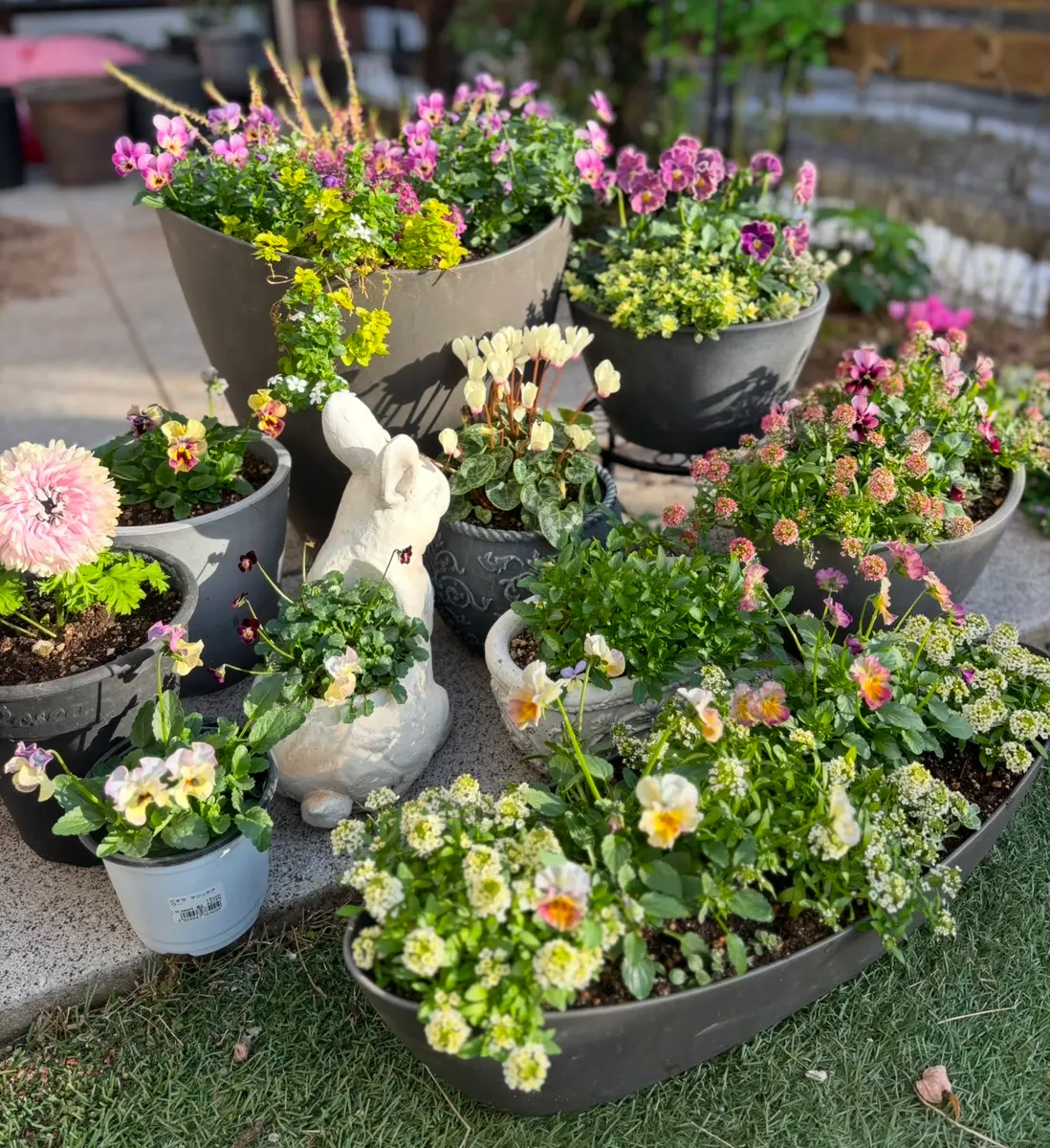 パンビオの寄せ植え寄せ鉢ここだけ春？「ビオラ寄せ植え」の