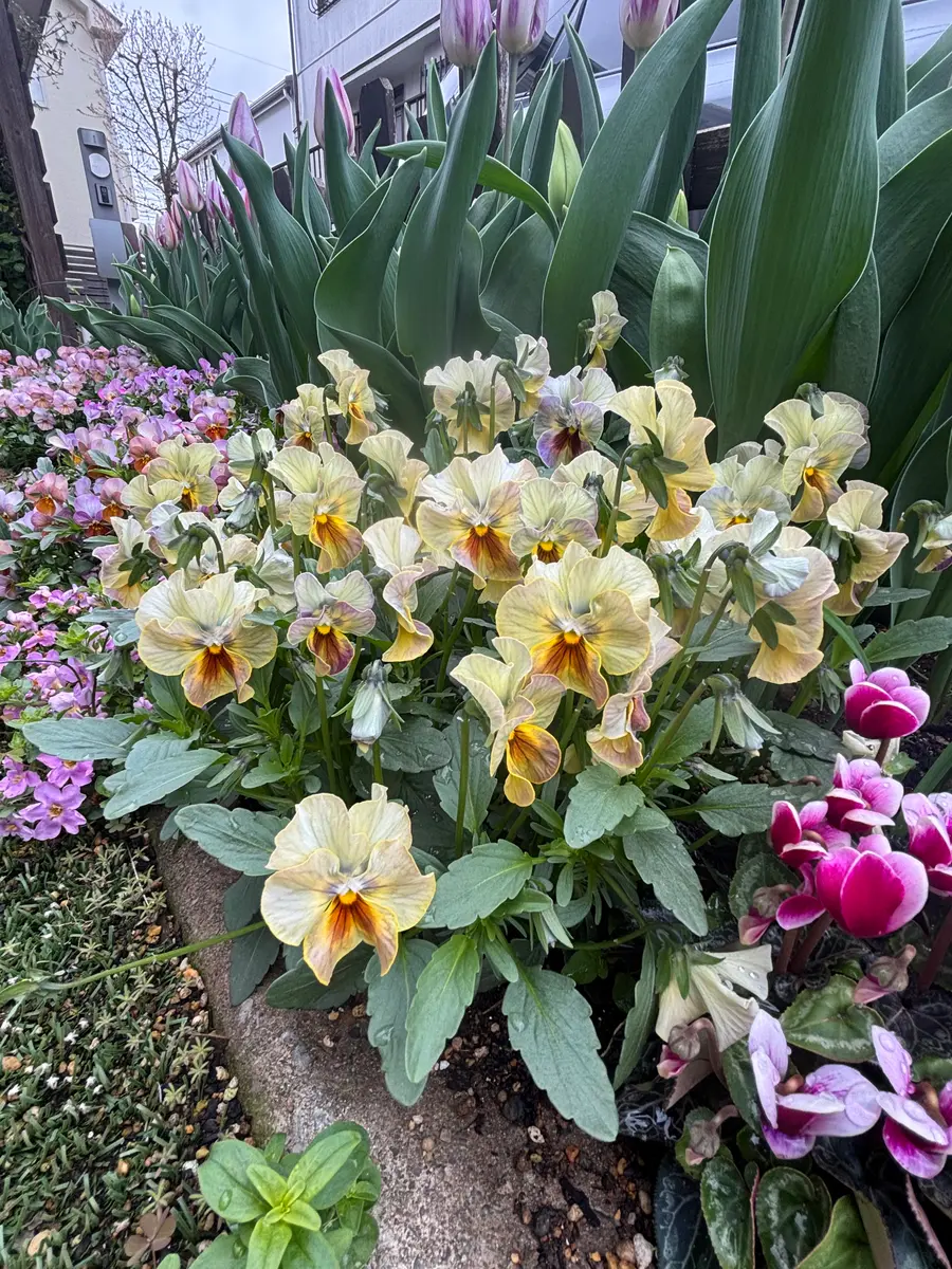 パンジー マジックアワー花壇のパンビ「ビオラ寄せ植え」のアルバム