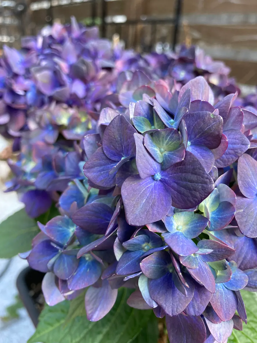 紫陽花 マジカルチョコレート綺麗な色「庭のお花たち」のアルバム
