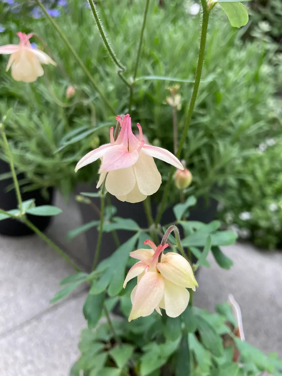 風鈴八重オダマキ 桃かさね可愛い色合「庭のお花たち」のアルバム