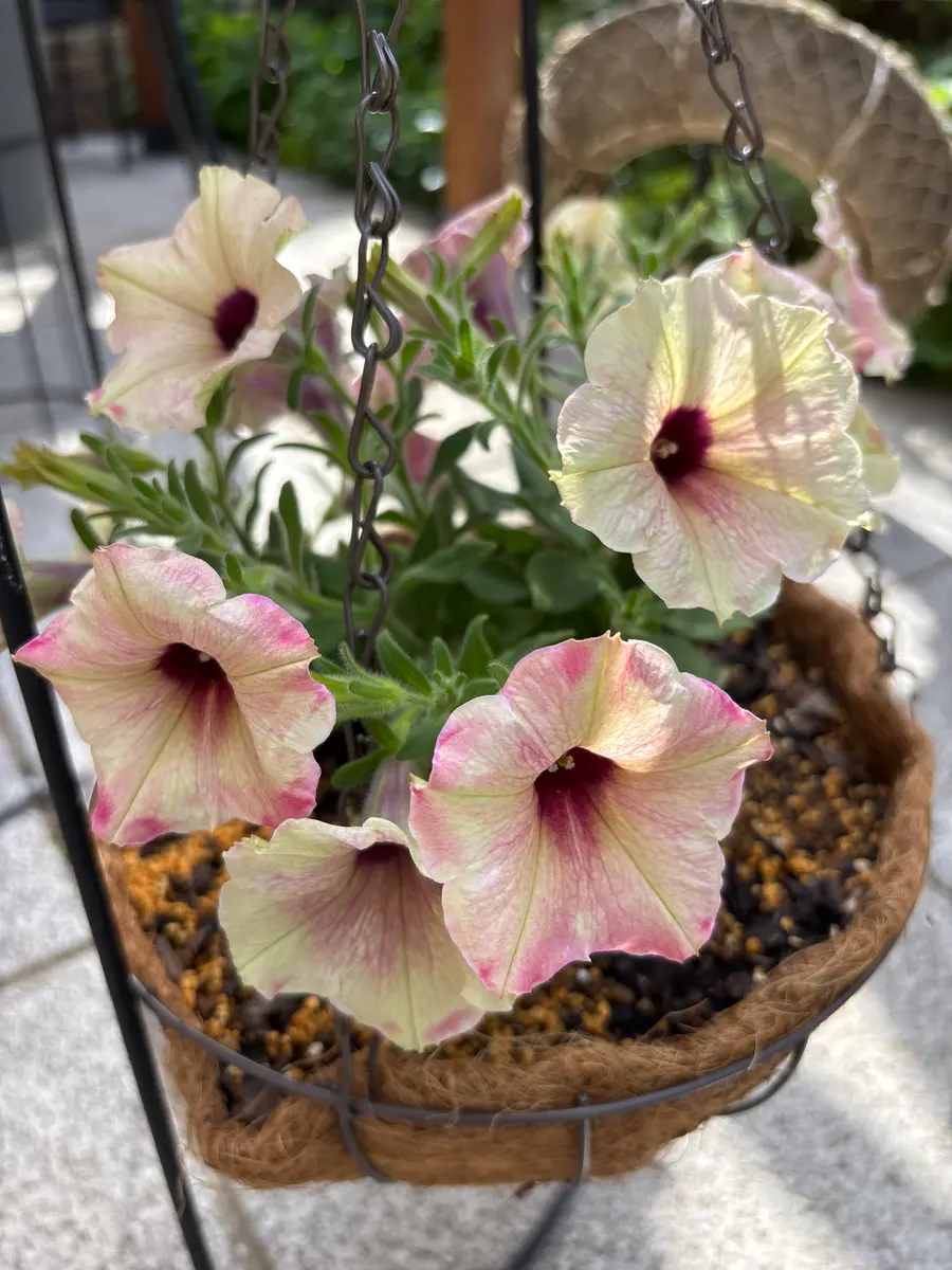 ペチュニア ローズゴールド花数が増え「庭のお花たち」のアルバム