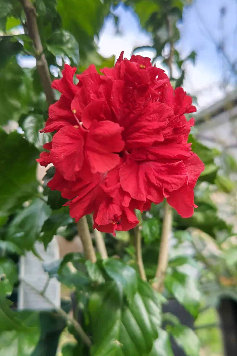 ハイビスカス真っ赤な八重の花🌺「庭の仲間たち」のアルバム-みんなの趣味の園芸2031886