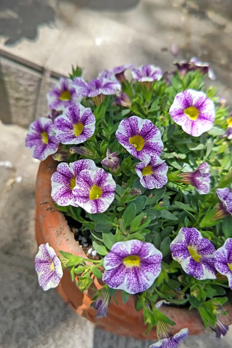 ガーデンカリブラコアスイングベル「庭の仲間たち」のアルバム