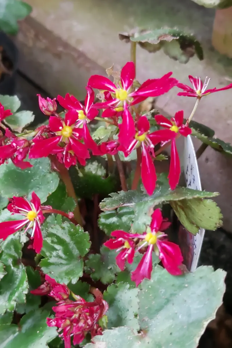 完売 縁起植物＊お花が「大」の形でとても可憐【大文字草 