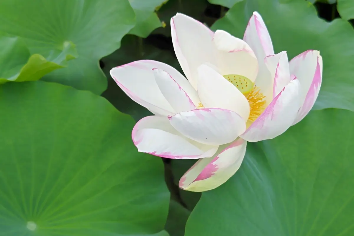 蓮の花大きな蓮の花です💕花びらの先「庭の外はワクワクが一杯」の