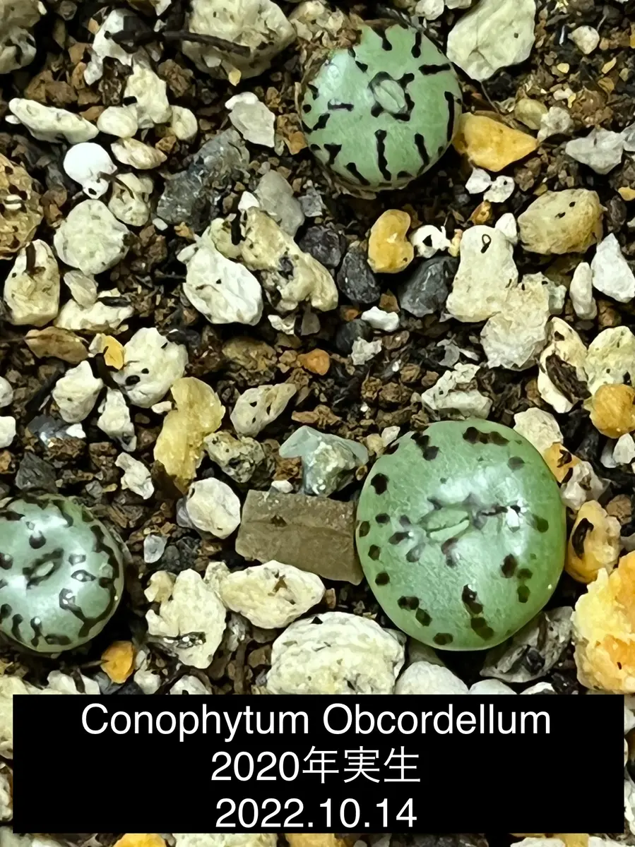ConophytumObcordellumオブコルデルム「ConophytumObcordellum