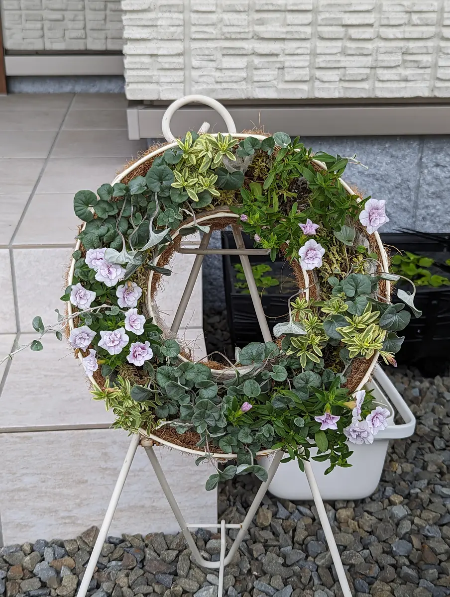 リース 7/13ディコンドラが増えてきて隙間が埋「リースの寄せ植え」の