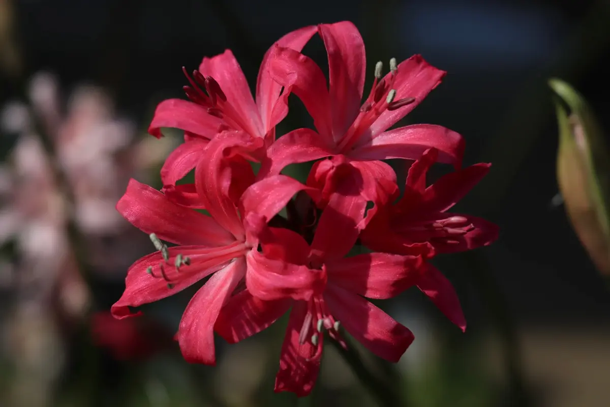 花芽着き苗】 ネリネ 情念（ブラックレッド） ダイヤモンドリリー