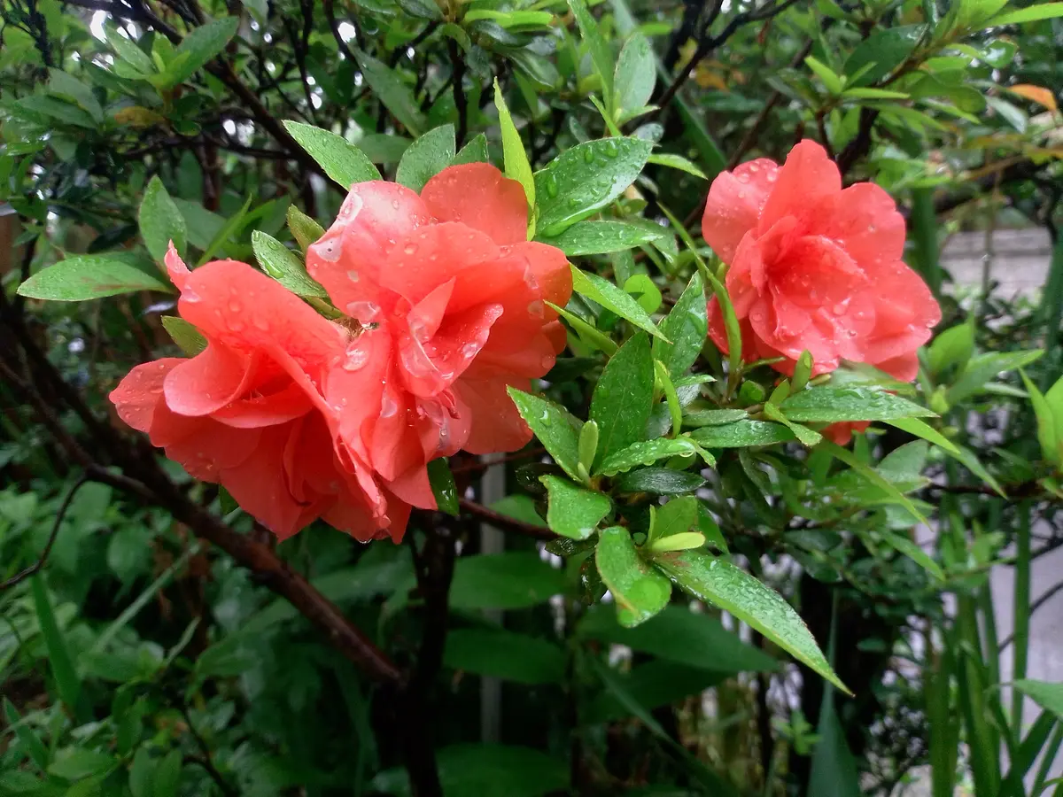 皐月ですが八重咲きの花です。 バラや「大好きな花たち №3」の