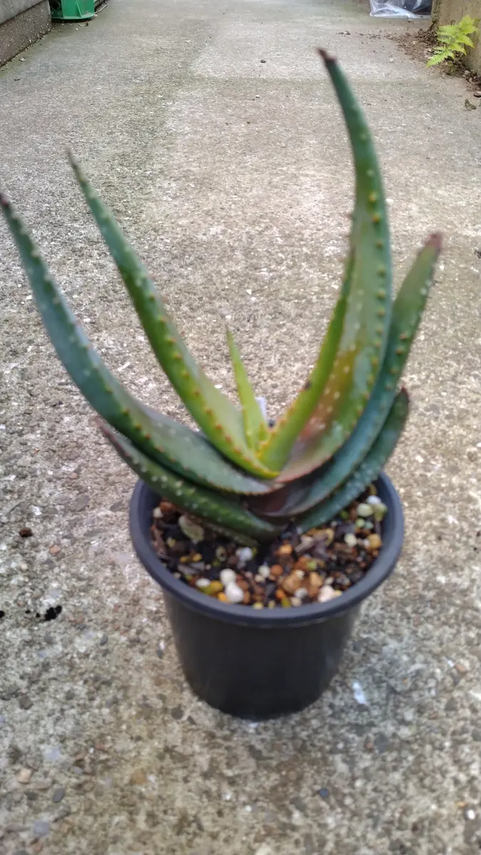 アロエ　ミクロスティグマ大株 アロエ ミクロスティグマ大株