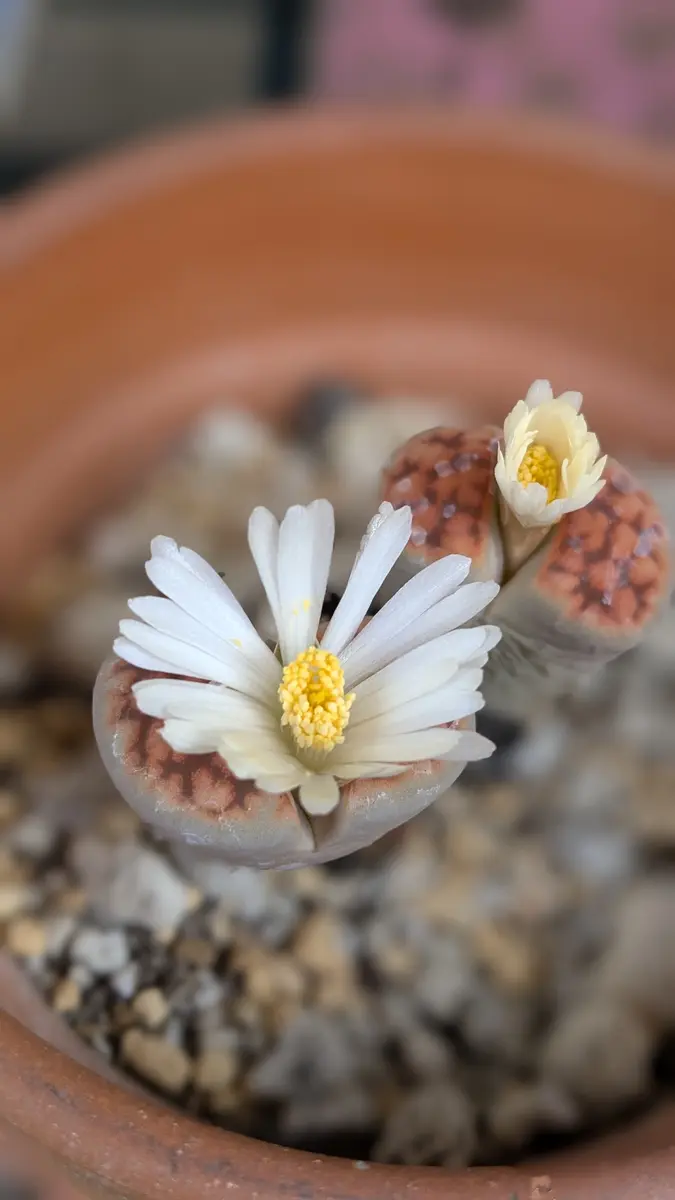 リトープスの花が咲いた！「多肉植物」のアルバム-みんなの趣味の園芸