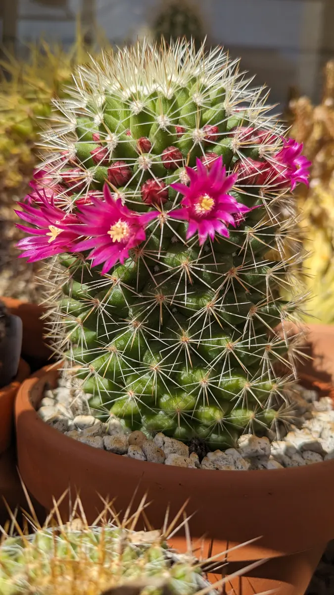 出産祝いなども豊富 小さなピンク色の花がたくさん咲きそう「多肉植物」の 盆栽