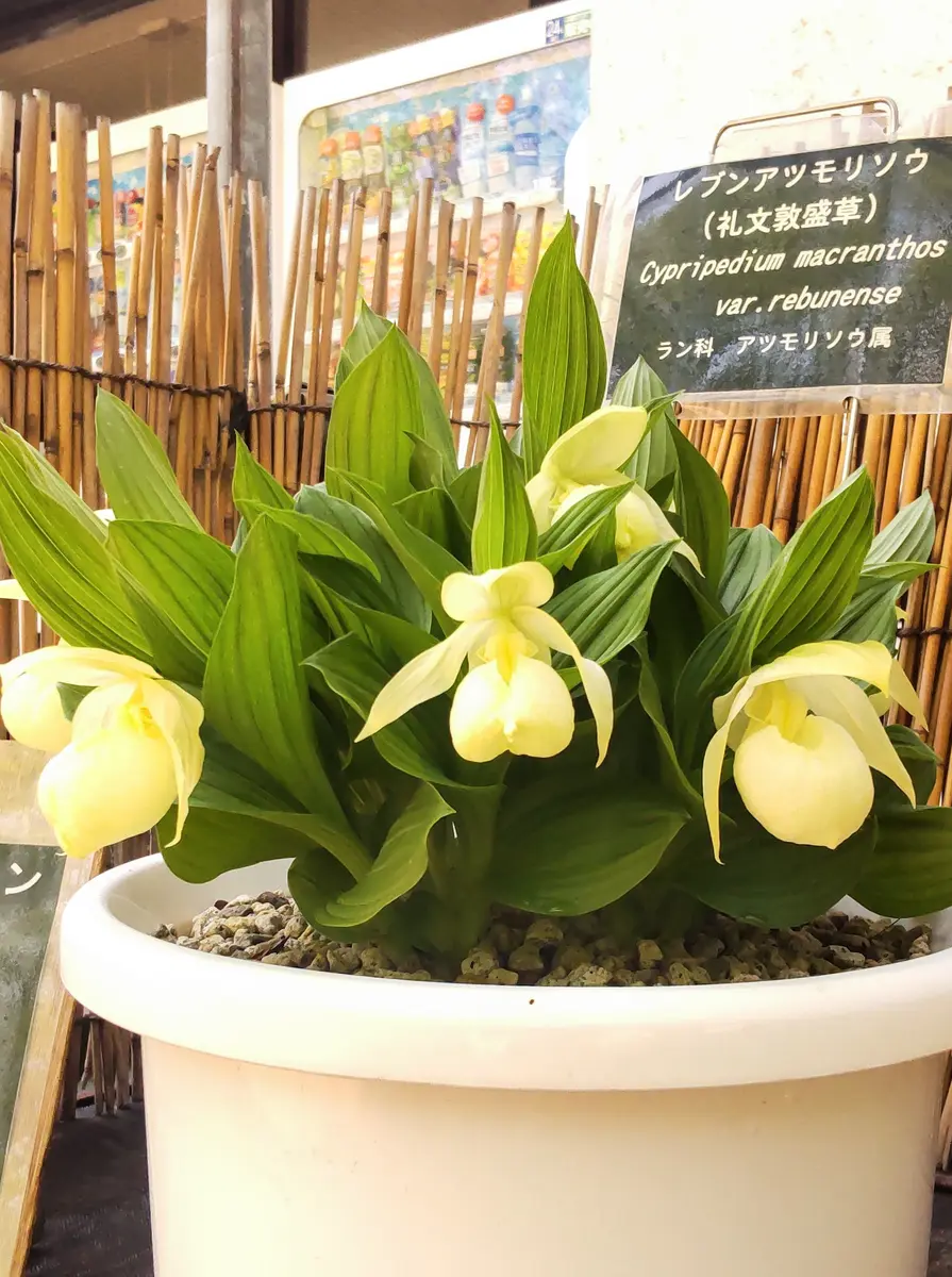 アツモリソウの写真-みんなの趣味の園芸2370832