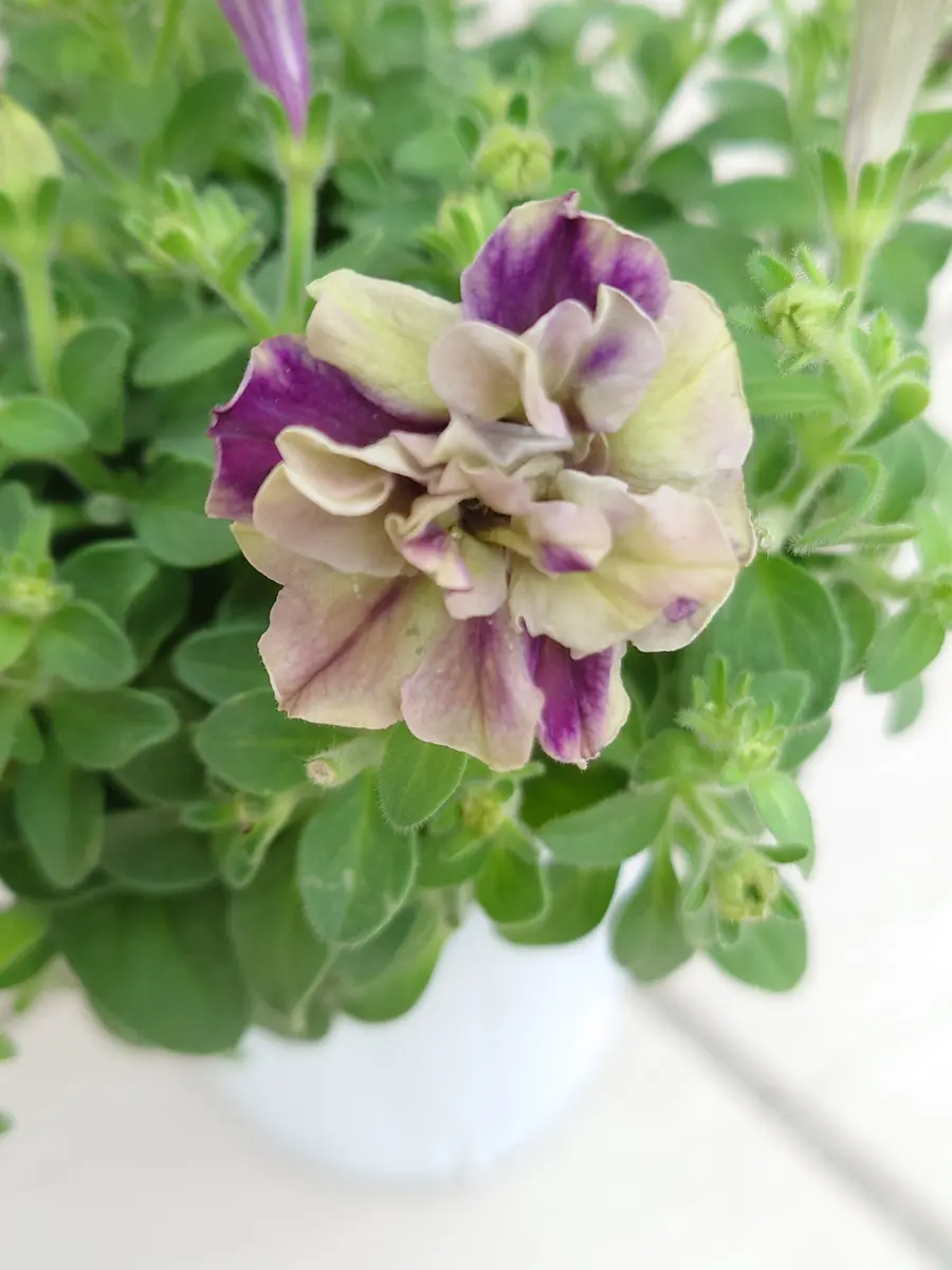 松原園芸さんペチュニア♥ ヴァンサンカン・みどりのヴェール ♥ 3号