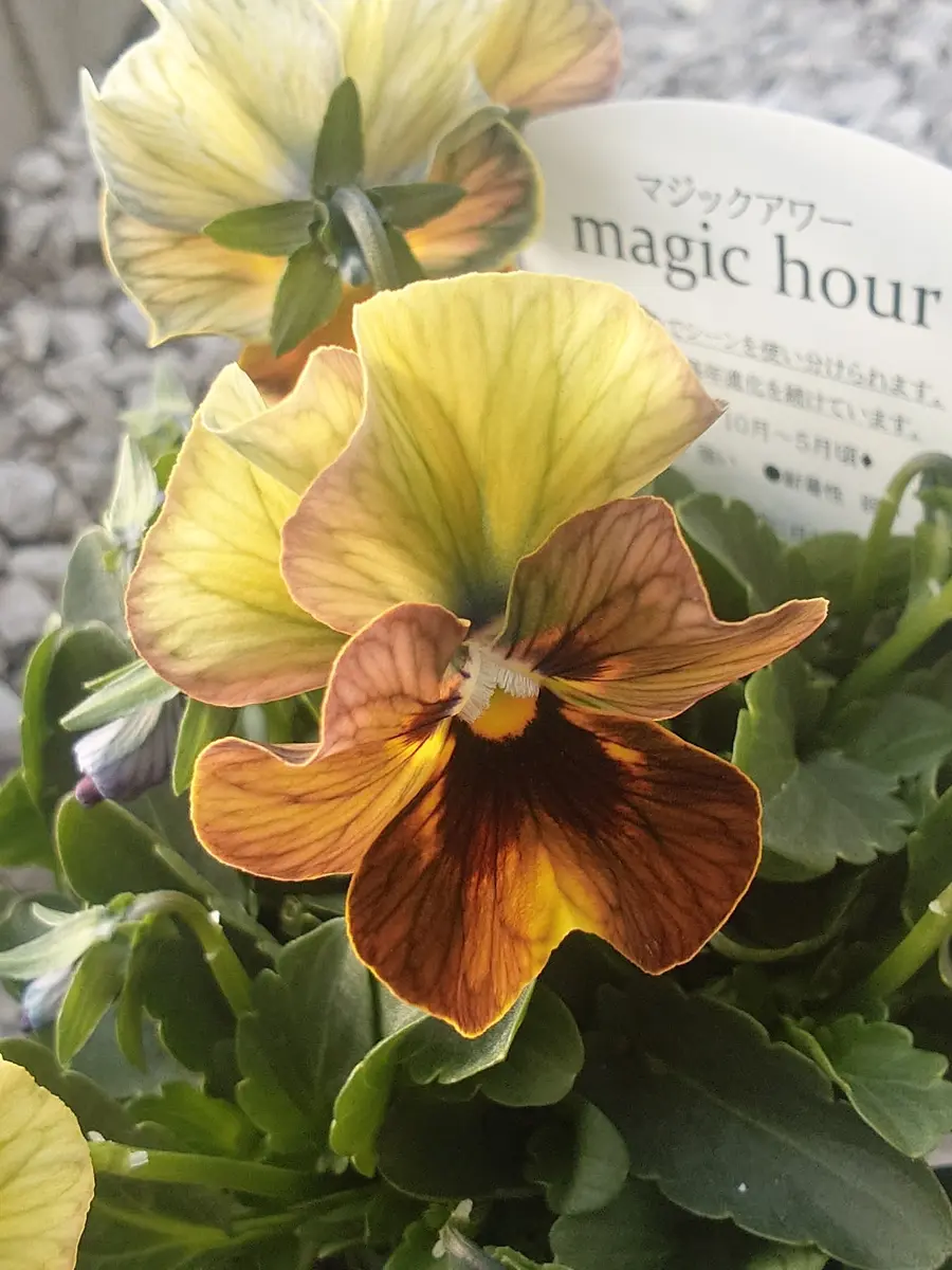 マジックアワービオラ桂楓園不思議「パンジー・ビオラ」のアルバム