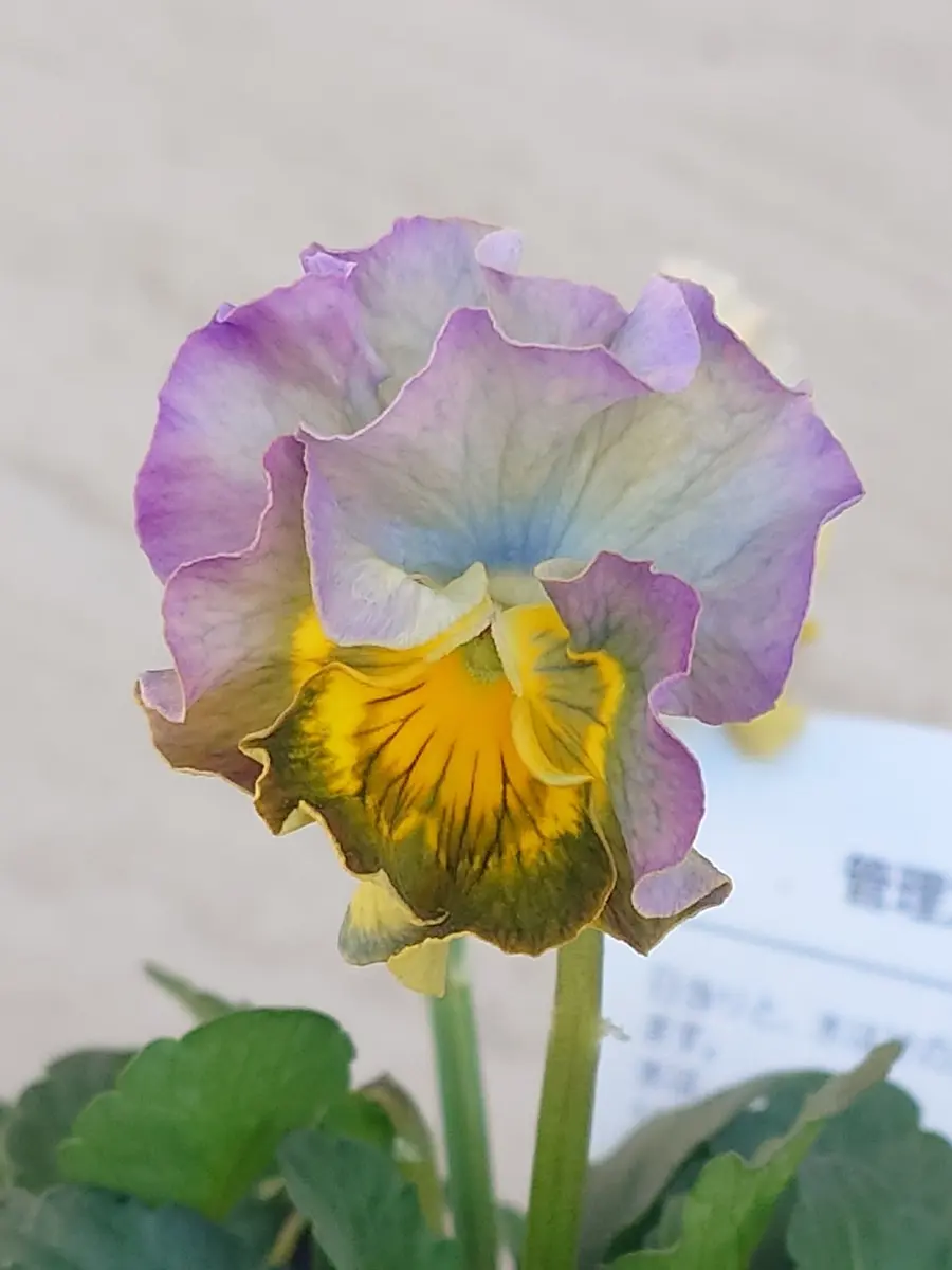 パンジー、ビオラの写真-みんなの趣味の園芸2575331