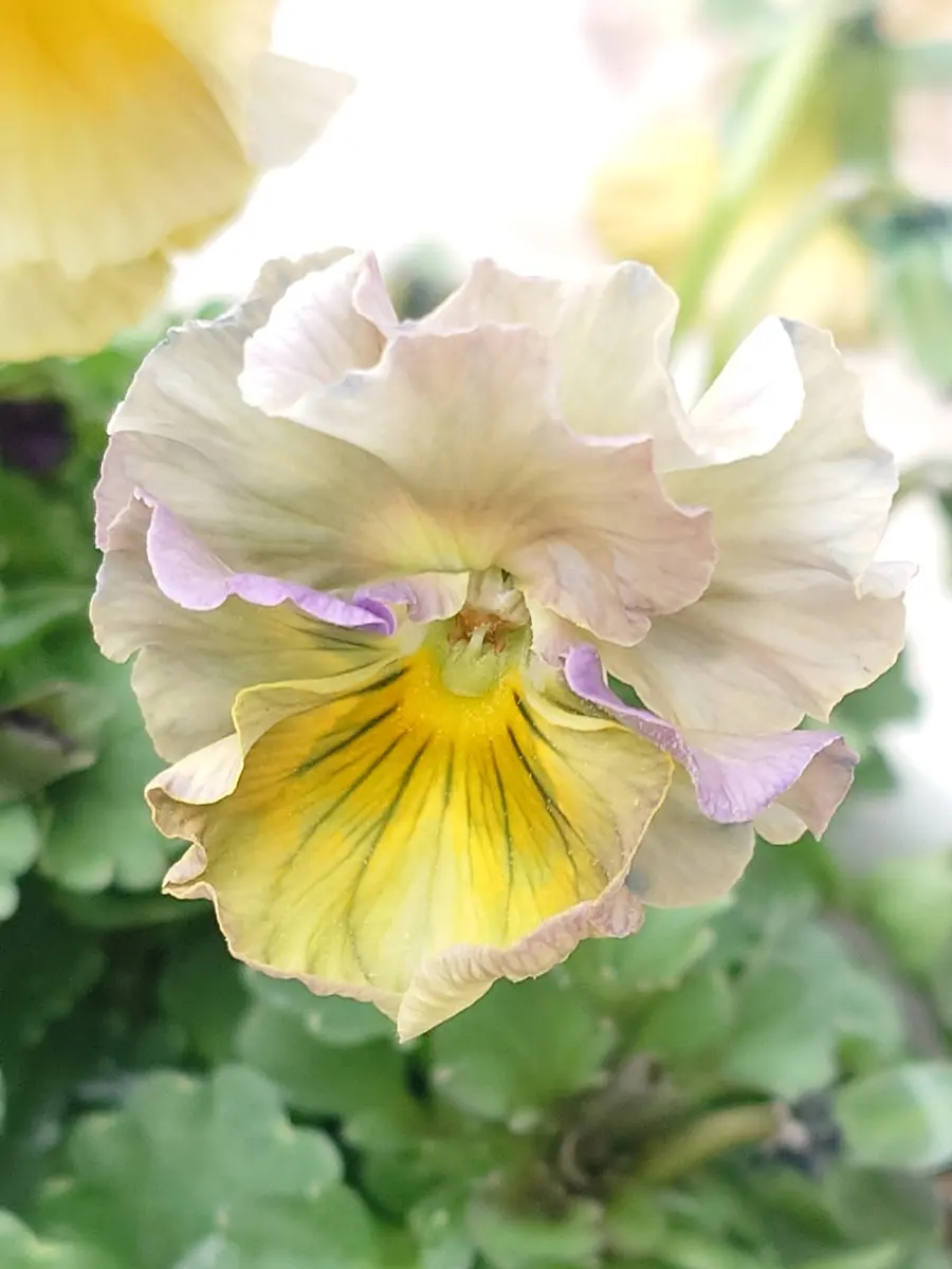 プティフール ペルルビオラハルグリ「パンジー・ビオラ」のアルバム