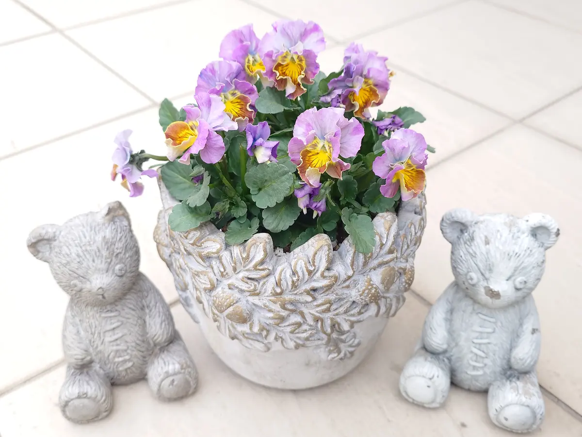 神戸べっぴんさんの試作品種ビオラ「パンジー・ビオラ」のアルバム