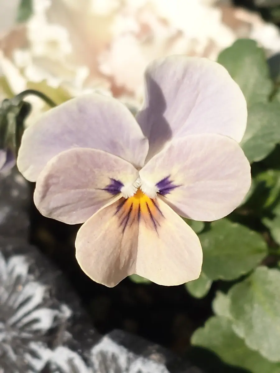 パンジー、ビオラの写真-みんなの趣味の園芸2596858