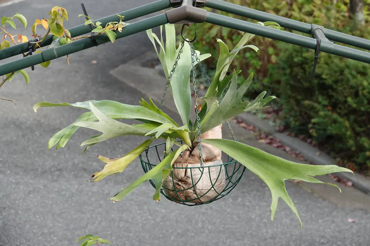 ビカクシダをヤシ殻に着生させました。「着生ランは楽しい！」の