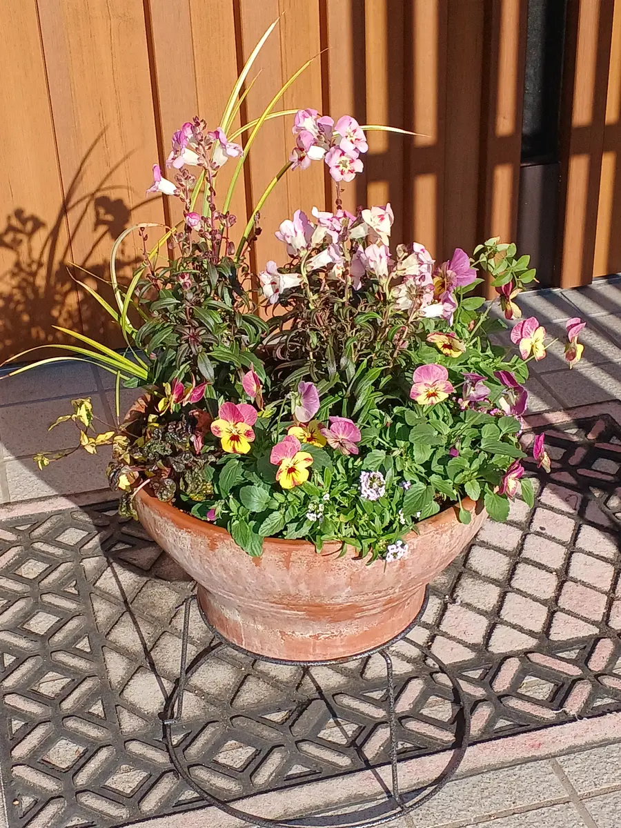 新作モデル アッサンブラージュ〛春の寄せ植え パンジービオラ 花かんざし 生花フラワーアレンジメント