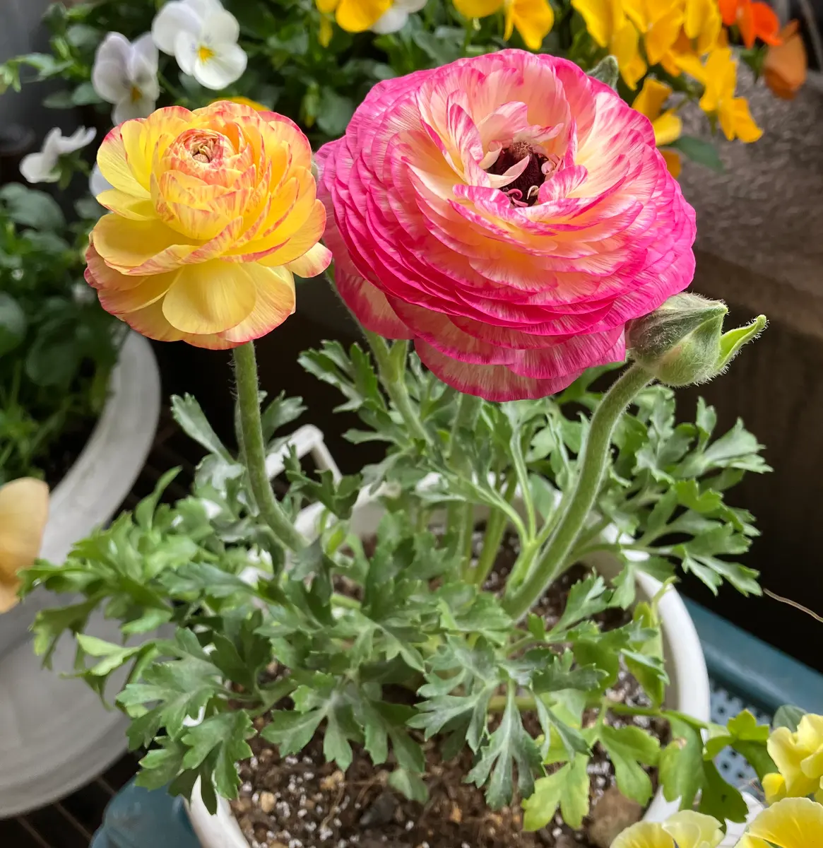 ラナンキュラス 綾リッチ 黄色い花が「お世話中」のアルバム