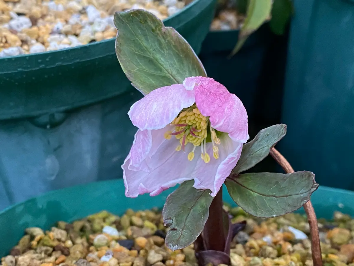 ニゲルXチベタヌス交配「絹」開花❣️「2023年クリスマスローズ」の