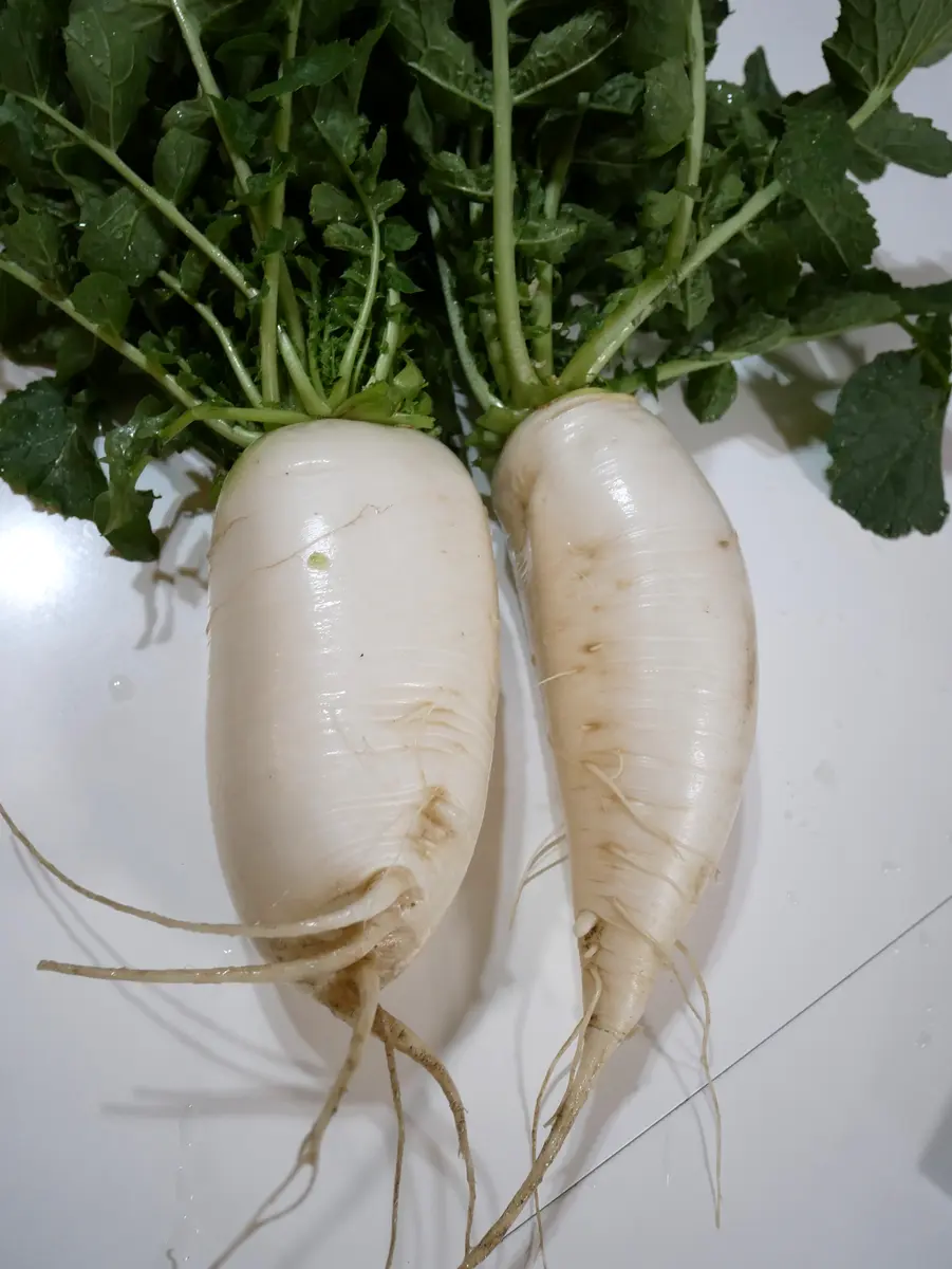 大根 三太郎黒マルチが盛り上がって「畑だより」のアルバム