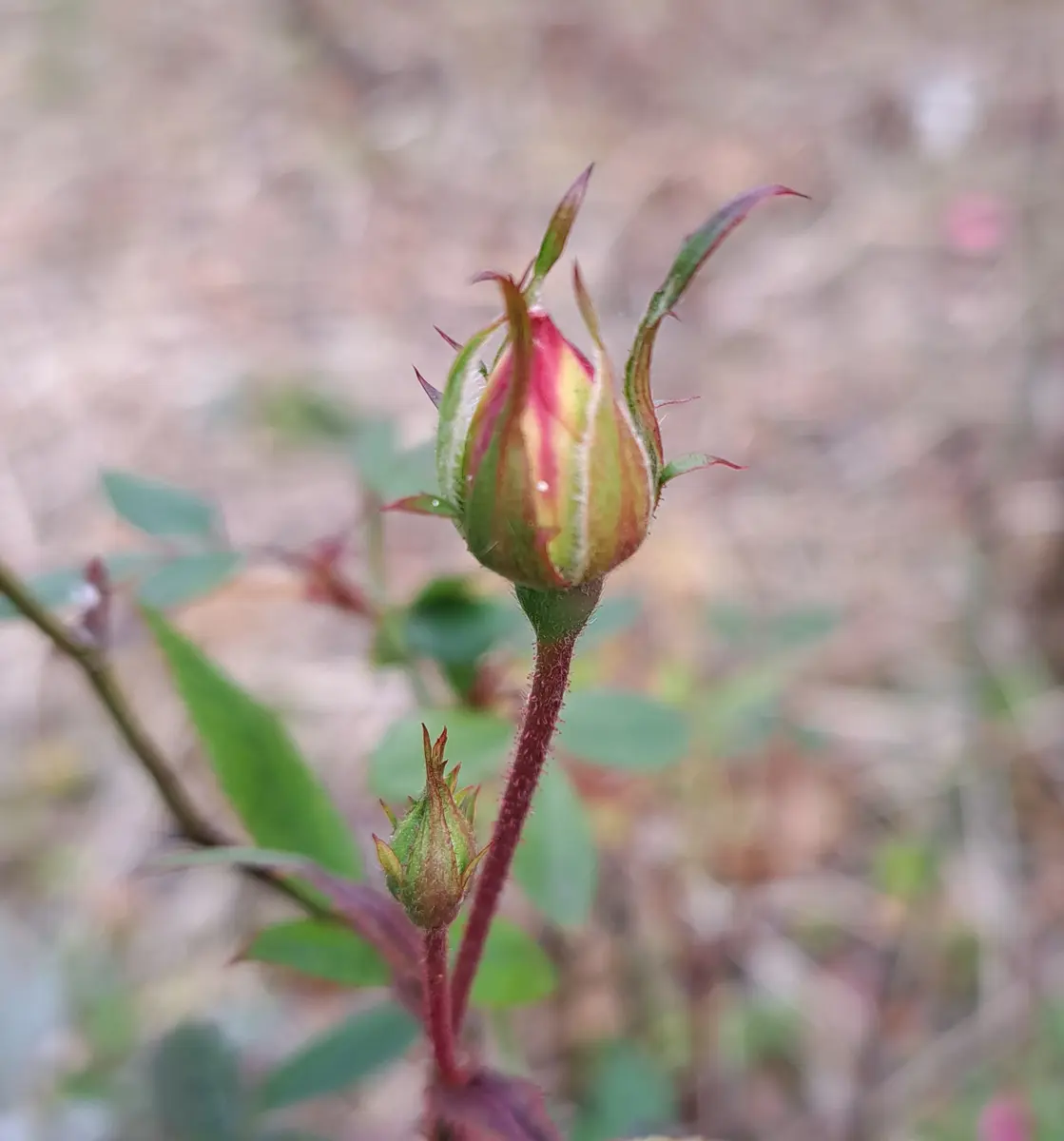 前花壇のミニバラ。つぼみに色が見えて「2022年 冬の花 （12