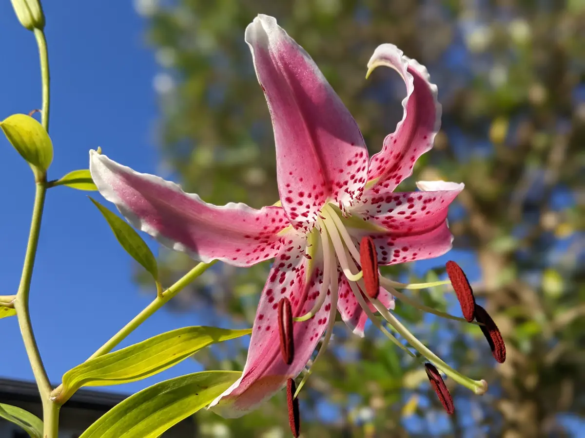 鹿の子百合。赤い花弁と青空。「GardenStory☆〜6」のアルバム