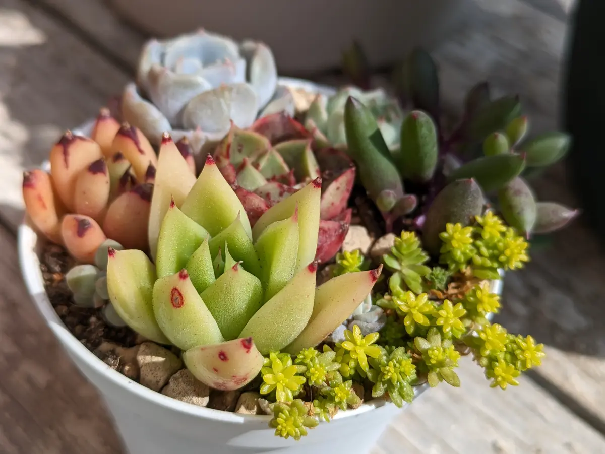 多肉植物の寄せ植え。エケベリアやセダ「GardenStory☆〜6」の