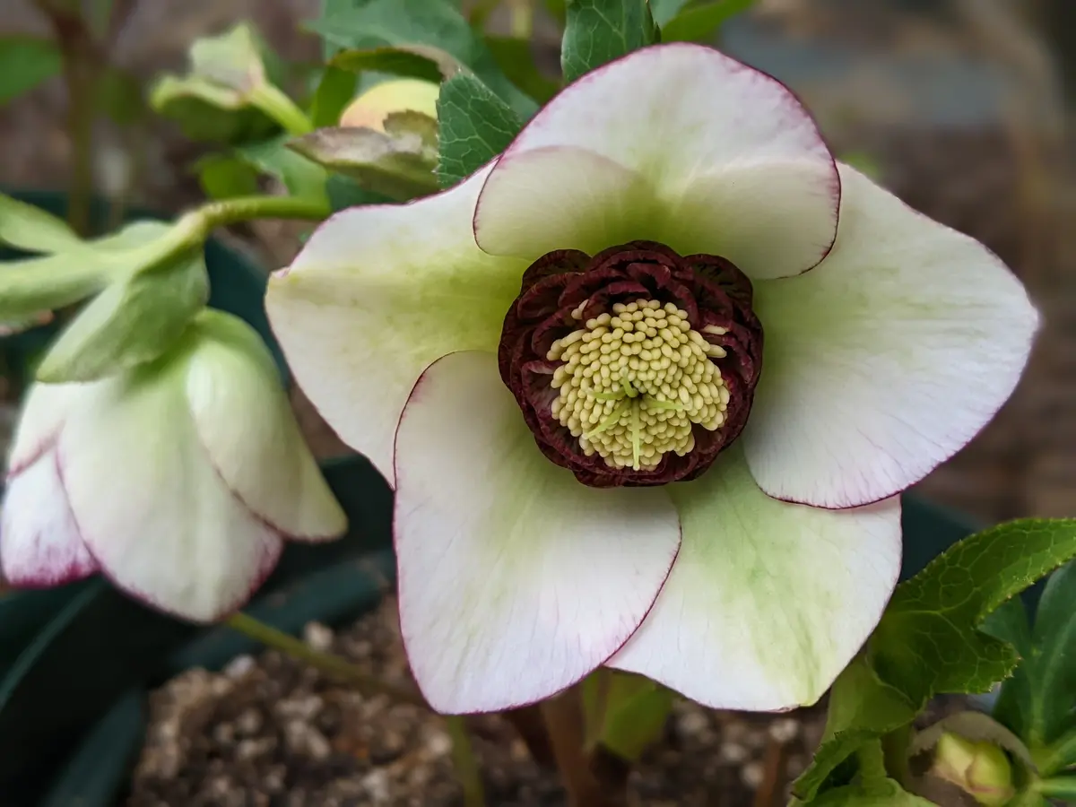 ☆クリスマスローズ☆セミダブル☆4号ポット☆超希少 【公式通販】