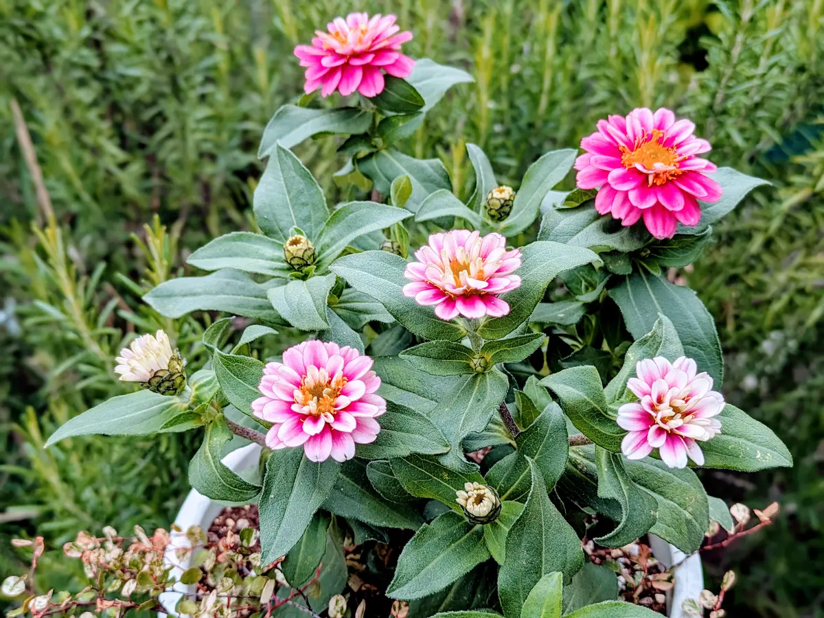 ジニアとリーフの寄せ植え。花色と葉色「GardenStory☆〜6」の