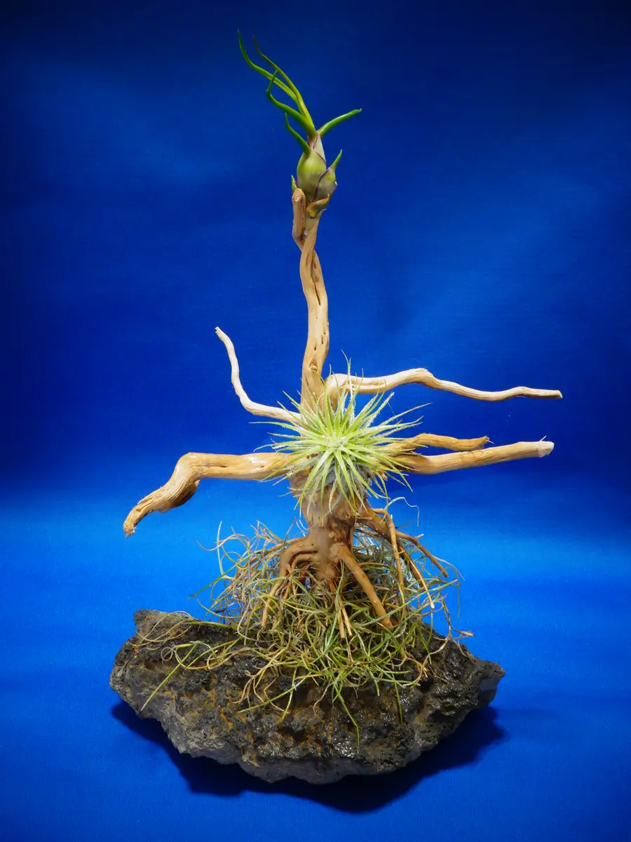 チランジア（ティランジア、エアプランツ）の写真-みんなの趣味の園芸