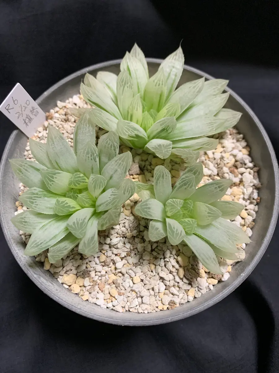 ハオルチア 白水晶時期尚早植え替え「斑入りが大好き」のアルバム