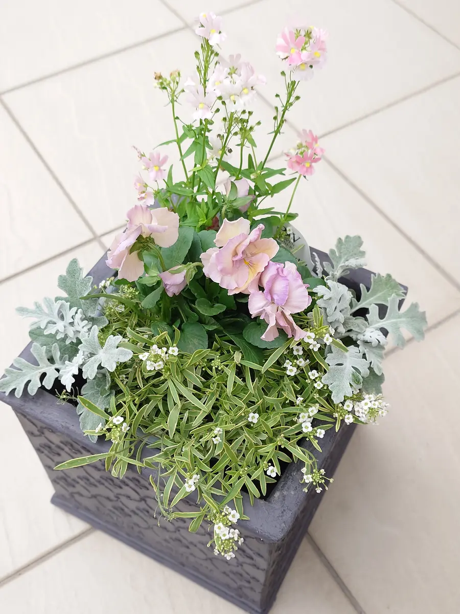数日前に作った寄植え。八重咲きパンジ「寄植え・リース」の
