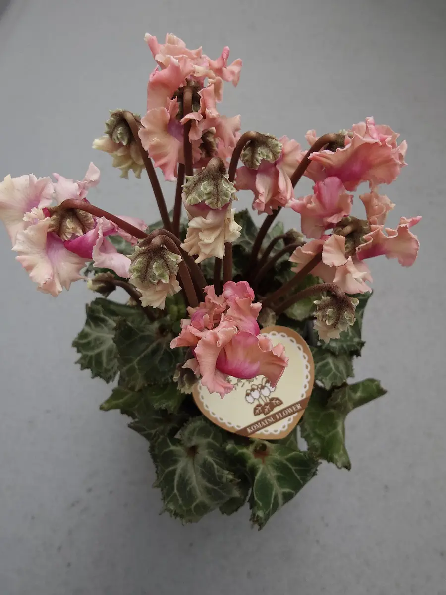 森の妖精アンティーク欲しくて探し回「シクラメン」のアルバム