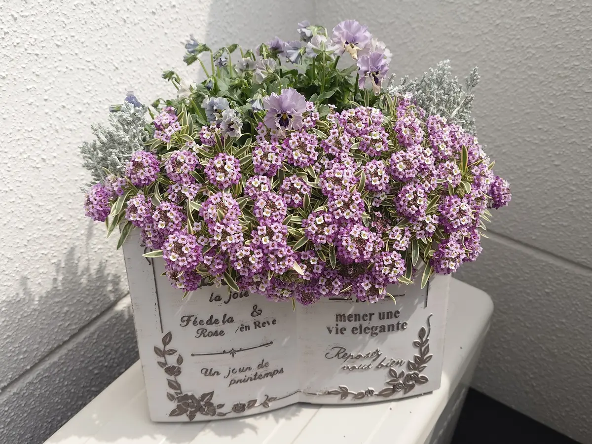 BOOK型のプランターに・アリッサム・「寄植え・リースの花材(脇役編
