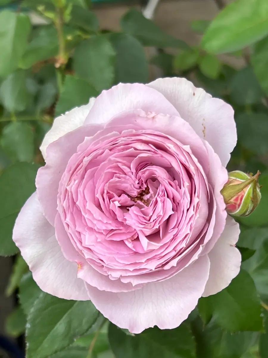 韓奉浩　薔薇　真作　保証書付 韓奉浩 薔薇 真作 保証書付 韓奉浩 薔薇 真作 保証書付