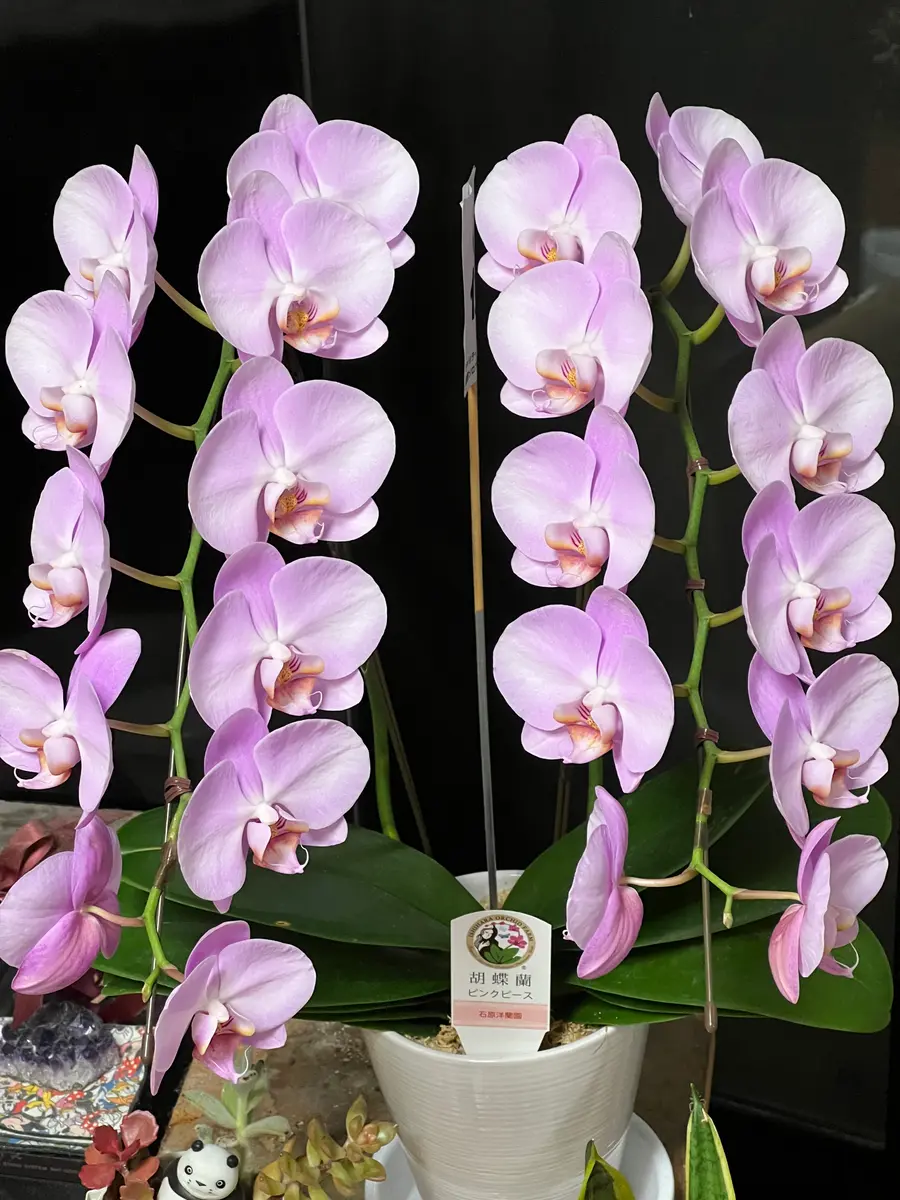 ピンク胡蝶蘭ピンクピース 胡蝶蘭🌸ピンクピース蕾が開花して満「私のお気に入りの花」の