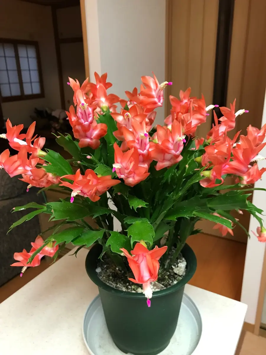 満開になりましたオレンジモモコ🍊「ベランダガーデニング」のアルバム