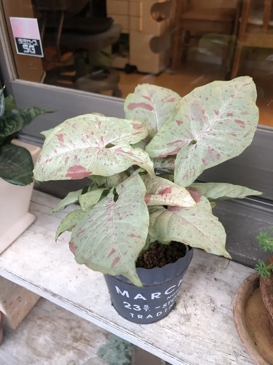 白斑入り　シンゴニウム　抜き苗　観葉植物　シンゴニューム　限定品！ 白斑入り シンゴニウム 水耕 抜き苗 観葉植物 シンゴニューム