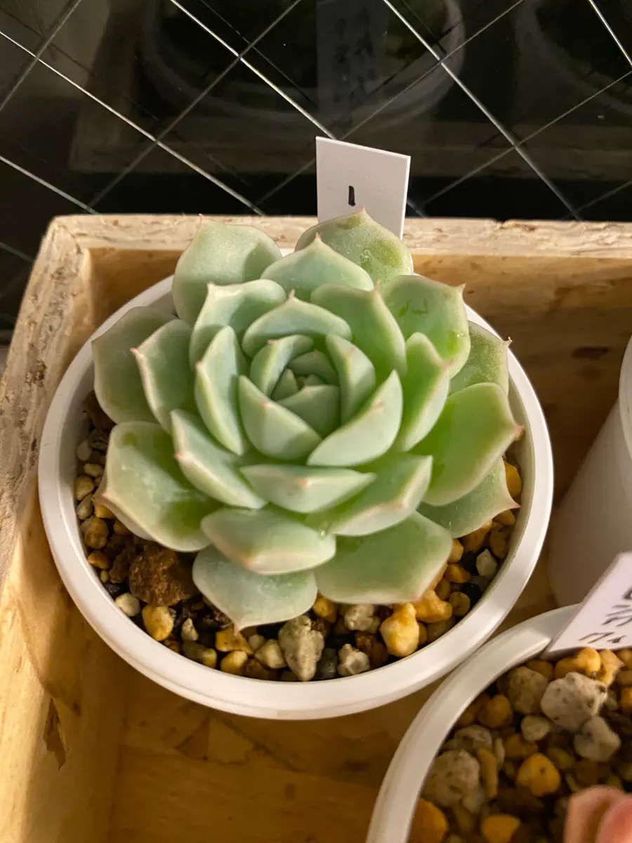緑川確認ページ多肉植物 初めて買った、名無しのエケベリアちゃ「🌱観葉植物・多肉植物